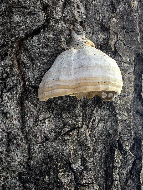 杨树上生长的Fomentarius hofungus